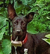 Cloe